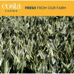 ECO PLANTS SHOP -ECO PLANTS SHOP costa farms snake plants co sz07 3 sch 66 1000