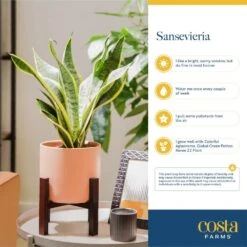 Grower's Choice Sansevieria Indoor Snake Plant In 6 In. Decor Pot, Avg. Shipping Height 1-2 Ft. Tall 16 Grower's Choice Sansevieria Indoor Snake Plant In 6 In. Decor Pot, Avg. Shipping Height 1-2 Ft. Tall -ECO PLANTS SHOP costa farms snake plants co sz07 3 sch fa 1000