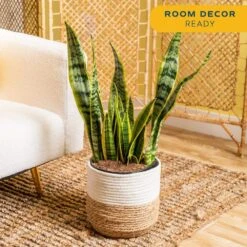 Grower's Choice Sansevieria Indoor Snake Plant In 10in. Decor Weave Basket Planter, Average Shipping Height 1-2 Ft. Tall -ECO PLANTS SHOP costa farms snake plants co sz10 3 cyl 1f 1000