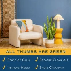 Grower's Choice Sansevieria Indoor Snake Plant In 10in. Decor Weave Basket Planter, Average Shipping Height 1-2 Ft. Tall -ECO PLANTS SHOP costa farms snake plants co sz10 3 cyl 31 1000