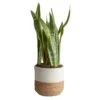 Grower's Choice Sansevieria Indoor Snake Plant In 10in. Decor Weave Basket Planter, Average Shipping Height 1-2 Ft. Tall -ECO PLANTS SHOP costa farms snake plants co sz10 3 cyl 64 1000