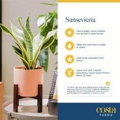 Grower's Choice Sansevieria Indoor Snake Plant In 10in. Decor Weave Basket Planter, Average Shipping Height 1-2 Ft. Tall -ECO PLANTS SHOP costa farms snake plants co sz10 3 cyl fa 1000