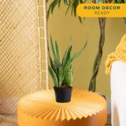 Grower's Choice Sansevieria Indoor Snake Plant In 6 In. Grower Pot, Avg. Shipping Height 1-2 Ft. Tall 16 Grower's Choice Sansevieria Indoor Snake Plant In 6 In. Grower Pot, Avg. Shipping Height 1-2 Ft. Tall -ECO PLANTS SHOP costa farms snake plants m san g pot 01 44 1000