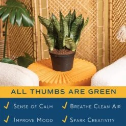 Grower's Choice Sansevieria Indoor Snake Plant In 6 In. Grower Pot, Avg. Shipping Height 1-2 Ft. Tall 14 Grower's Choice Sansevieria Indoor Snake Plant In 6 In. Grower Pot, Avg. Shipping Height 1-2 Ft. Tall -ECO PLANTS SHOP costa farms snake plants m san g pot 01 4f 1000