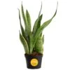 Grower's Choice Sansevieria Indoor Snake Plant In 6 In. Grower Pot, Avg. Shipping Height 1-2 Ft. Tall