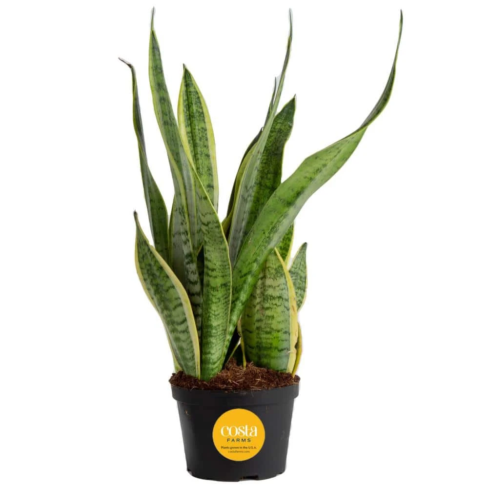 Grower's Choice Sansevieria Indoor Snake Plant In 6 In. Grower Pot, Avg. Shipping Height 1-2 Ft. Tall 3 Grower's Choice Sansevieria Indoor Snake Plant In 6 In. Grower Pot, Avg. Shipping Height 1-2 Ft. Tall