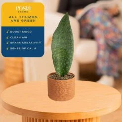 Whalefin Sansevieria Snake Plant In 6 In. Decor Planter, Avg. Shipping Height 11 In. To 23 In. -ECO PLANTS SHOP costa farms snake plants m wss p sto 01 1f 1000
