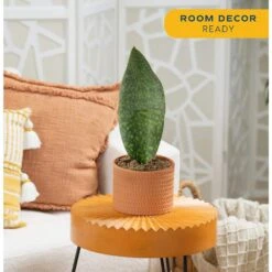 Whalefin Sansevieria Snake Plant In 6 In. Decor Planter, Avg. Shipping Height 11 In. To 23 In. -ECO PLANTS SHOP costa farms snake plants m wss p sto 01 4f 1000