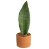 Whalefin Sansevieria Snake Plant In 6 In. Decor Planter, Avg. Shipping Height 11 In. To 23 In. 1 Whalefin Sansevieria Snake Plant In 6 In. Decor Planter, Avg. Shipping Height 11 In. To 23 In. -ECO PLANTS SHOP costa farms snake plants m wss p sto 01 64 1000