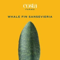 ECO PLANTS SHOP -ECO PLANTS SHOP costa farms snake plants m wss p sto 01 c3 1000