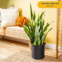 Grower's Choice Sansevieria Indoor/Outdoor Snake Plant In 12 In. Grower's Pot, Avg. Shipping Height 3-4 Ft. Tall -ECO PLANTS SHOP costa farms snake plants xl san g pot 01 31 1000