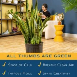 Grower's Choice Sansevieria Indoor/Outdoor Snake Plant In 12 In. Grower's Pot, Avg. Shipping Height 3-4 Ft. Tall -ECO PLANTS SHOP costa farms snake plants xl san g pot 01 4f 1000