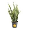 Grower's Choice Sansevieria Indoor/Outdoor Snake Plant In 12 In. Grower's Pot, Avg. Shipping Height 3-4 Ft. Tall -ECO PLANTS SHOP costa farms snake plants xl san g pot 01 64 1000
