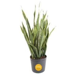 Grower's Choice Sansevieria Indoor/Outdoor Snake Plant In 12 In. Grower's Pot, Avg. Shipping Height 3-4 Ft. Tall