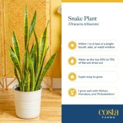 Grower's Choice Sansevieria Indoor/Outdoor Snake Plant In 12 In. Grower's Pot, Avg. Shipping Height 3-4 Ft. Tall -ECO PLANTS SHOP costa farms snake plants xl san g pot 01 fa 1000