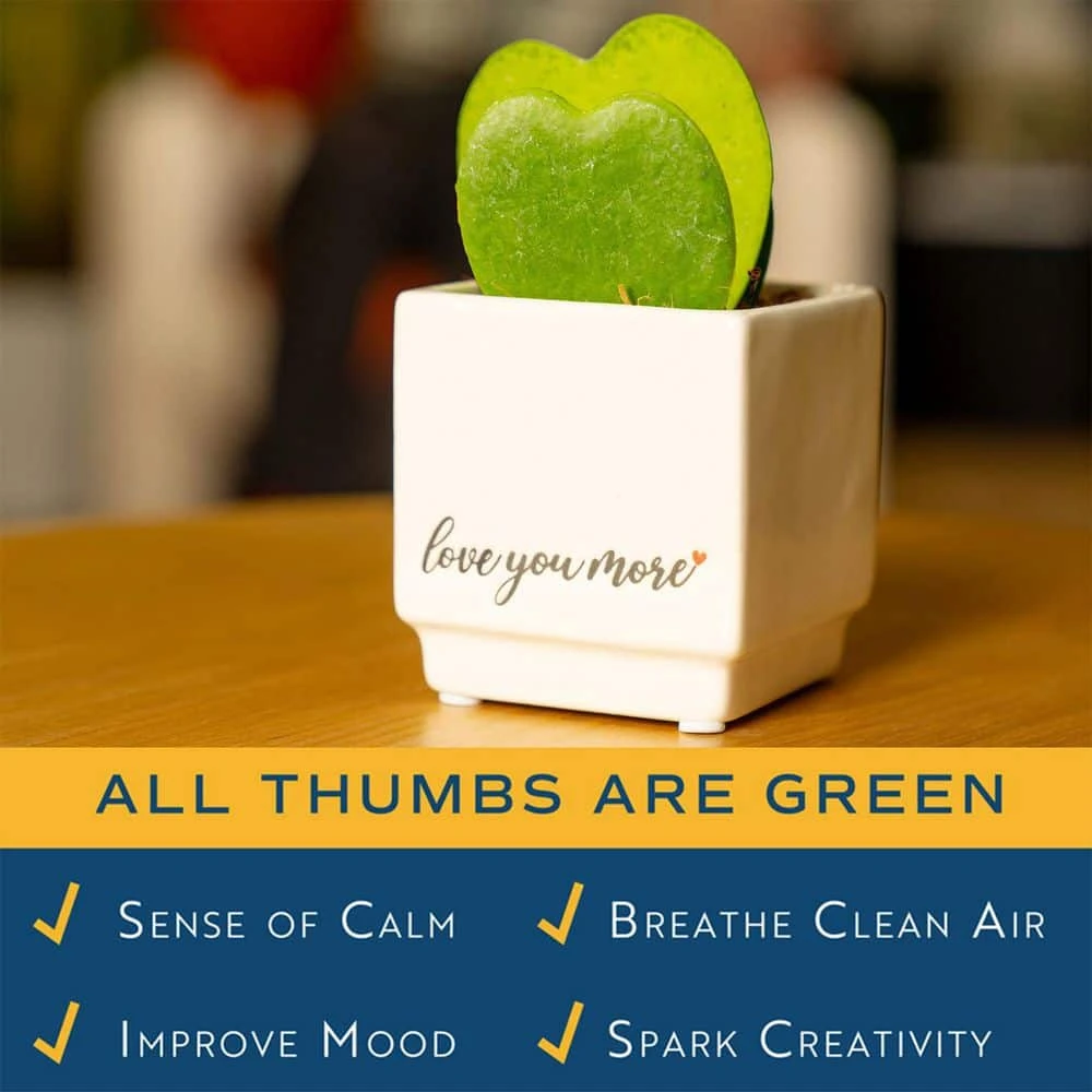 Double Hoya Heart Succulent Indoor Plant In 2.5 In. White Ceramic Planter, Average Shipping Height 5 In. Tall 7 Double Hoya Heart Succulent Indoor Plant In 2.5 In. White Ceramic Planter, Average Shipping Height 5 In. Tall - Image 5