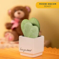 Double Hoya Heart Succulent Indoor Plant In 2.5 In. White Ceramic Planter, Average Shipping Height 5 In. Tall 12 Double Hoya Heart Succulent Indoor Plant In 2.5 In. White Ceramic Planter, Average Shipping Height 5 In. Tall -ECO PLANTS SHOP costa farms succulent plants 2 5hoyalifewh 4f 1000