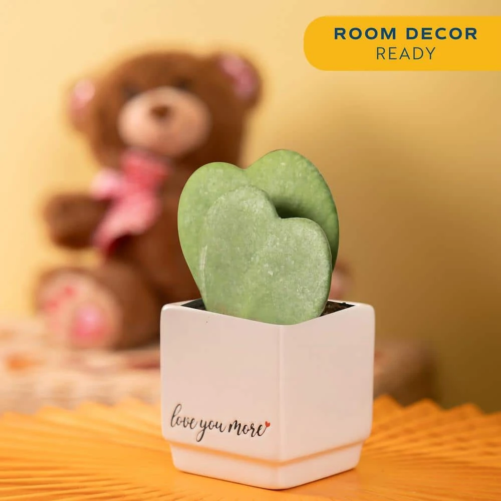 Double Hoya Heart Succulent Indoor Plant In 2.5 In. White Ceramic Planter, Average Shipping Height 5 In. Tall 6 Double Hoya Heart Succulent Indoor Plant In 2.5 In. White Ceramic Planter, Average Shipping Height 5 In. Tall - Image 4