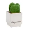 Double Hoya Heart Succulent Indoor Plant In 2.5 In. White Ceramic Planter, Average Shipping Height 5 In. Tall -ECO PLANTS SHOP costa farms succulent plants 2 5hoyalifewh 64 1000