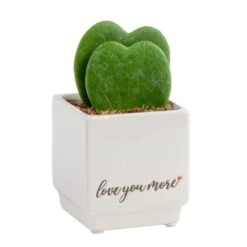 Double Hoya Heart Succulent Indoor Plant In 2.5 In. White Ceramic Planter, Average Shipping Height 5 In. Tall