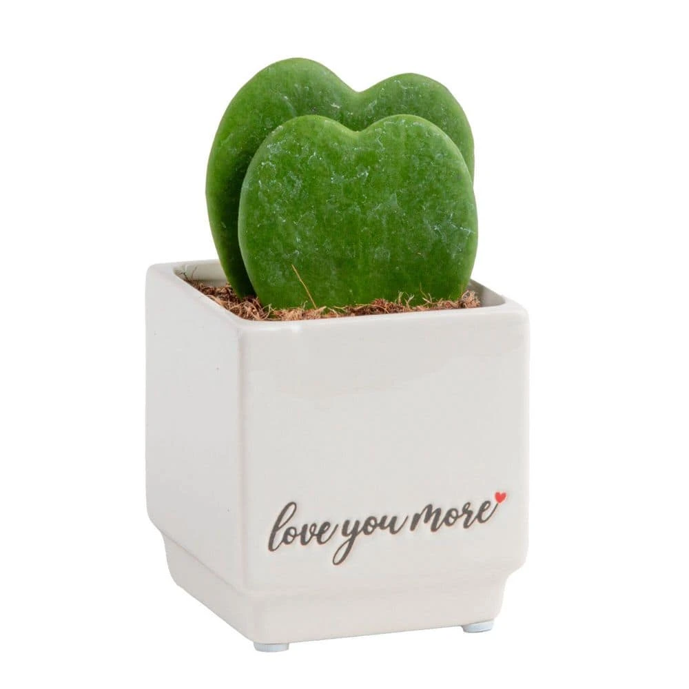 Double Hoya Heart Succulent Indoor Plant In 2.5 In. White Ceramic Planter, Average Shipping Height 5 In. Tall 3 Double Hoya Heart Succulent Indoor Plant In 2.5 In. White Ceramic Planter, Average Shipping Height 5 In. Tall