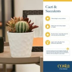 Double Hoya Heart Succulent Indoor Plant In 2.5 In. White Ceramic Planter, Average Shipping Height 5 In. Tall 14 Double Hoya Heart Succulent Indoor Plant In 2.5 In. White Ceramic Planter, Average Shipping Height 5 In. Tall -ECO PLANTS SHOP costa farms succulent plants 2 5hoyalifewh fa 1000