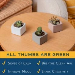 Mini Indoor Succulent Plants In 2 In. Mini Cube Ceramic Pots, Avg. Shipping Height 2 In. Tall (3-Pack) -ECO PLANTS SHOP costa farms succulent plants co 2suc 13 cube 1f 1000