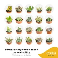 Mini Indoor Succulent Plants In 2 In. Mini Cube Ceramic Pots, Avg. Shipping Height 2 In. Tall (3-Pack) -ECO PLANTS SHOP costa farms succulent plants co 2suc 13 cube 44 1000