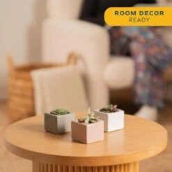 Mini Indoor Succulent Plants In 2 In. Mini Cube Ceramic Pots, Avg. Shipping Height 2 In. Tall (3-Pack) -ECO PLANTS SHOP costa farms succulent plants co 2suc 13 cube 4f 1000