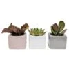 Mini Indoor Succulent Plants In 2 In. Mini Cube Ceramic Pots, Avg. Shipping Height 2 In. Tall (3-Pack) -ECO PLANTS SHOP costa farms succulent plants co 2suc 13 cube 64 1000