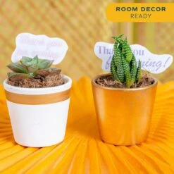 Mini Indoor Succulent Plants In 2 In. Ceramic Pots And Tray, Avg. Shipping Height 2 In. Tall (24-Pack) -ECO PLANTS SHOP costa farms succulent plants co 2suctray24 1f 1000