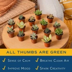 Mini Indoor Succulent Plants In 2 In. Ceramic Pots And Tray, Avg. Shipping Height 2 In. Tall (24-Pack) -ECO PLANTS SHOP costa farms succulent plants co 2suctray24 44 1000