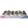 Mini Indoor Succulent Plants In 2 In. Ceramic Pots And Tray, Avg. Shipping Height 2 In. Tall (24-Pack) -ECO PLANTS SHOP costa farms succulent plants co 2suctray24 64 1000