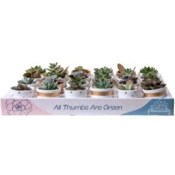 Mini Indoor Succulent Plants In 2 In. Ceramic Pots And Tray, Avg. Shipping Height 2 In. Tall (24-Pack)
