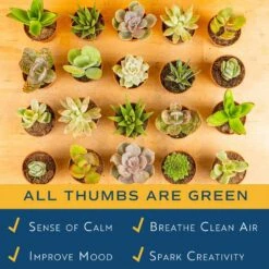 Mini Indoor Succulent Plants In 2 In. Ceramic Pots And Tray, Avg. Shipping Height 2 In. Tall (48-Pack) 16 Mini Indoor Succulent Plants In 2 In. Ceramic Pots And Tray, Avg. Shipping Height 2 In. Tall (48-Pack) -ECO PLANTS SHOP costa farms succulent plants co 2suctray48 1f 1000