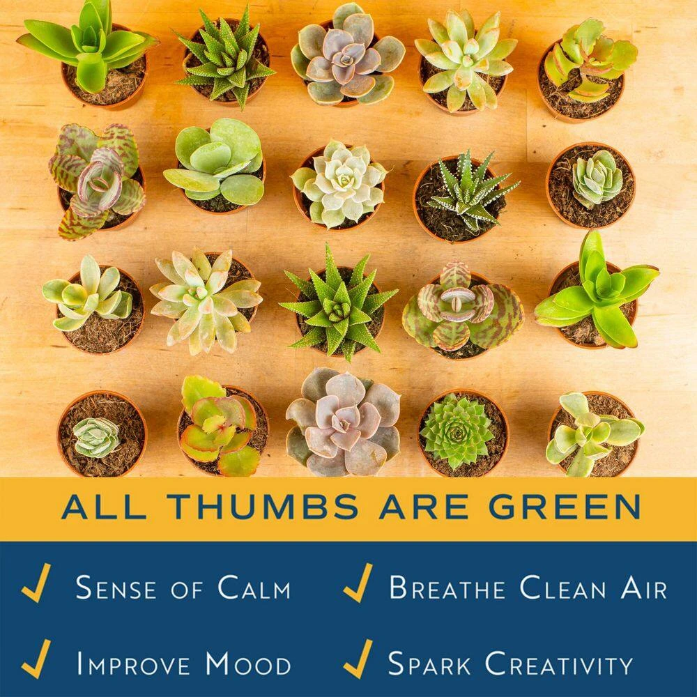 Mini Indoor Succulent Plants In 2 In. Ceramic Pots And Tray, Avg. Shipping Height 2 In. Tall (48-Pack) 8 Mini Indoor Succulent Plants In 2 In. Ceramic Pots And Tray, Avg. Shipping Height 2 In. Tall (48-Pack) - Image 6