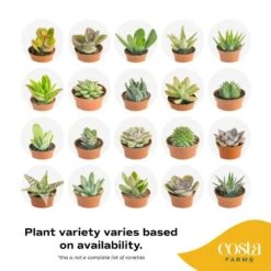 Mini Indoor Succulent Plants In 2 In. Ceramic Pots And Tray, Avg. Shipping Height 2 In. Tall (48-Pack) 19 Mini Indoor Succulent Plants In 2 In. Ceramic Pots And Tray, Avg. Shipping Height 2 In. Tall (48-Pack) -ECO PLANTS SHOP costa farms succulent plants co 2suctray48 31 1000