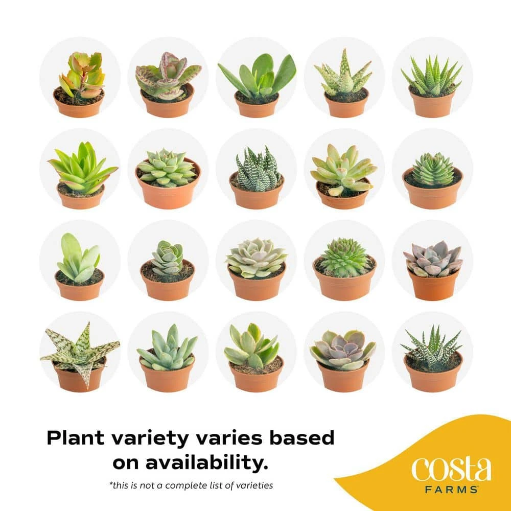 Mini Indoor Succulent Plants In 2 In. Ceramic Pots And Tray, Avg. Shipping Height 2 In. Tall (48-Pack) 11 Mini Indoor Succulent Plants In 2 In. Ceramic Pots And Tray, Avg. Shipping Height 2 In. Tall (48-Pack) - Image 9