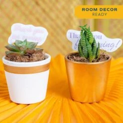 Mini Indoor Succulent Plants In 2 In. Ceramic Pots And Tray, Avg. Shipping Height 2 In. Tall (48-Pack) 17 Mini Indoor Succulent Plants In 2 In. Ceramic Pots And Tray, Avg. Shipping Height 2 In. Tall (48-Pack) -ECO PLANTS SHOP costa farms succulent plants co 2suctray48 44 1000
