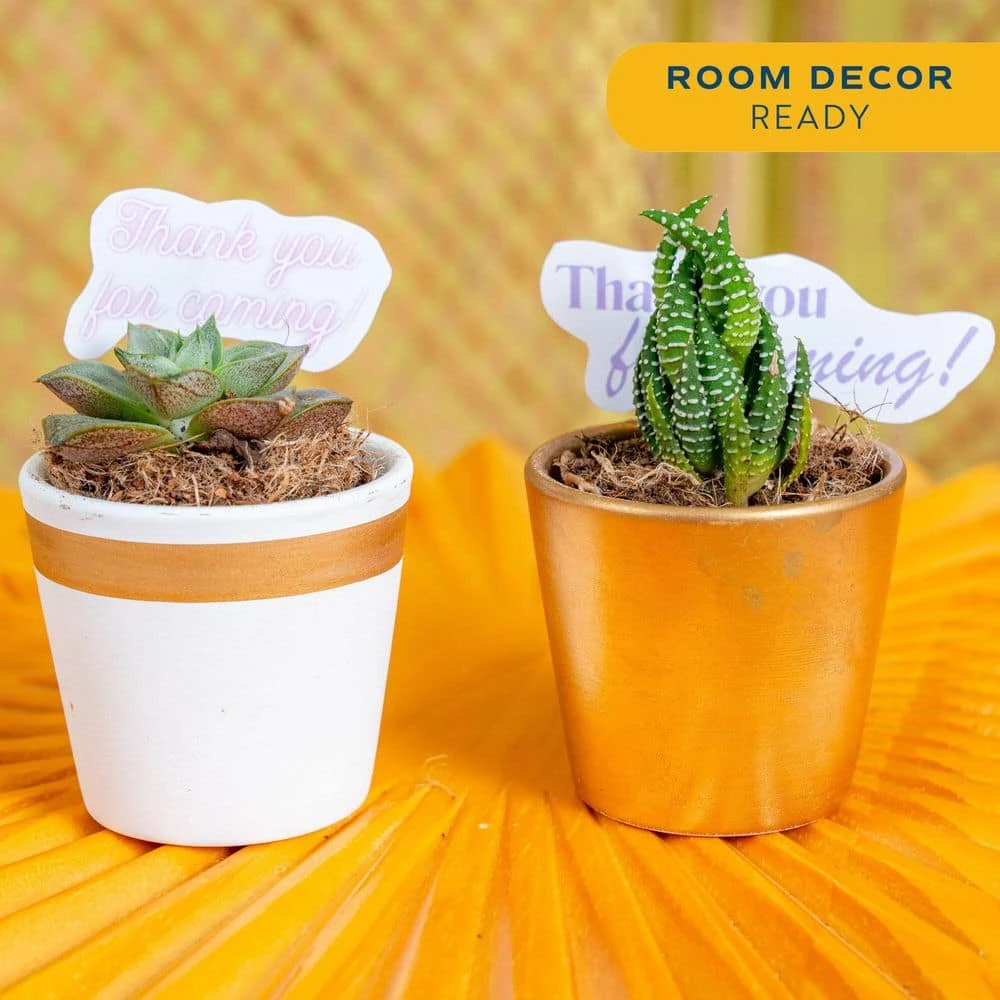 Mini Indoor Succulent Plants In 2 In. Ceramic Pots And Tray, Avg. Shipping Height 2 In. Tall (48-Pack) 9 Mini Indoor Succulent Plants In 2 In. Ceramic Pots And Tray, Avg. Shipping Height 2 In. Tall (48-Pack) - Image 7