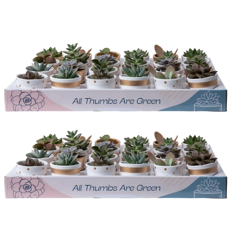 Mini Indoor Succulent Plants In 2 In. Ceramic Pots And Tray, Avg. Shipping Height 2 In. Tall (48-Pack) 3 Mini Indoor Succulent Plants In 2 In. Ceramic Pots And Tray, Avg. Shipping Height 2 In. Tall (48-Pack)