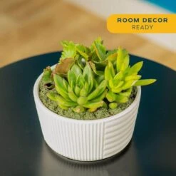 Indoor Cacti And Succulent Garden In 6 In. White Ceramic Bowl, Avg. Shipping Height 8 In. Tall -ECO PLANTS SHOP costa farms succulent plants co cgd6 3 blis 31 1000