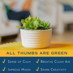 Indoor Cacti And Succulent Garden In 6 In. White Ceramic Bowl, Avg. Shipping Height 8 In. Tall -ECO PLANTS SHOP costa farms succulent plants co cgd6 3 blis 40 1000