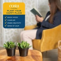 Jade Crassula Indoor Succulent Plants In 4 In. Grower Pot, Avg. Shipping Height 7 In. Tall (2-Pack) -ECO PLANTS SHOP costa farms succulent plants co cj04 3 gp 4f 1000
