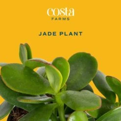 Jade Crassula Indoor Succulent Plants In 4 In. Grower Pot, Avg. Shipping Height 7 In. Tall (2-Pack) -ECO PLANTS SHOP costa farms succulent plants co cj04 3 gp c3 1000