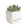 Grower's Choice Echeveria Indoor Succulent Plant In 2.5 In. Love Ceramic Pot, Avg. Shipping Height 3 In. Tall -ECO PLANTS SHOP costa farms succulent plants co ech2 5 love 64 1000
