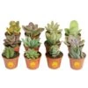 Mini Unique Indoor Succulent Plants In 2 In. Round Grower Pot, Average Shipping Height 2 In. Tall (12-Pack) -ECO PLANTS SHOP costa farms succulent plants co sucmini gp11 64 1000