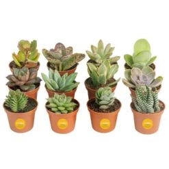 Mini Unique Indoor Succulent Plants In 2 In. Round Grower Pot, Average Shipping Height 2 In. Tall (12-Pack)