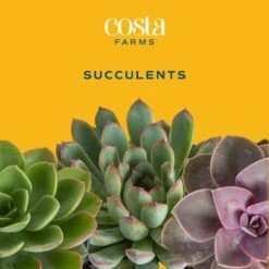 Mini Unique Indoor Succulent Plants In 2 In. Round Grower Pot, Average Shipping Height 2 In. Tall (12-Pack) -ECO PLANTS SHOP costa farms succulent plants co sucmini gp11 c3 1000