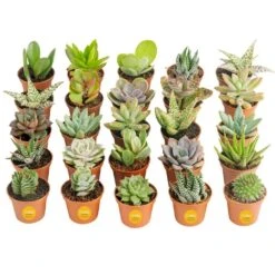 Mini Unique Indoor Succulent Plants In 2 In. Round Grower Pot, Avg. Shipping Height 2 In. Tall (25-Pack)